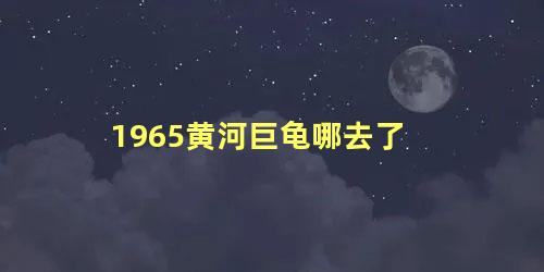 1965黄河巨龟哪去了