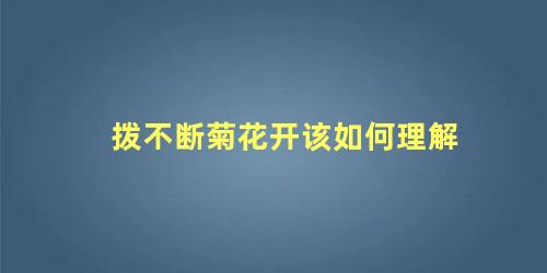 拨不断菊花开该如何理解