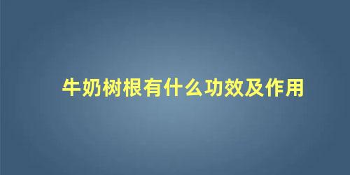 牛奶树根有什么功效及作用