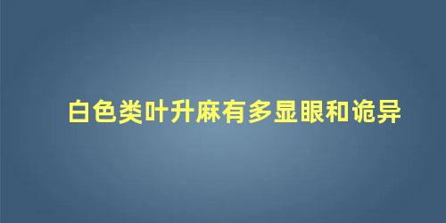 白色类叶升麻有多显眼和诡异