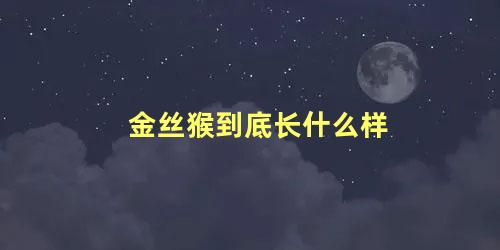 金丝猴到底长什么样