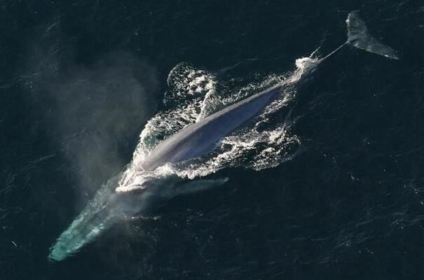 世界上最大的鲸鱼多少吨重