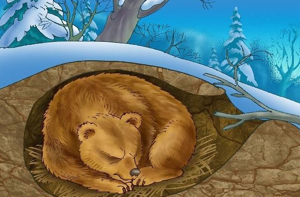 10种冬眠的动物卡通图片