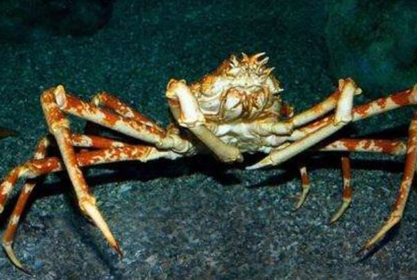 世界上最大的螃蟹排名